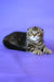 Janell | scottish fold kitten