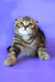 Janell | scottish fold kitten