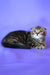 Janell | scottish fold kitten