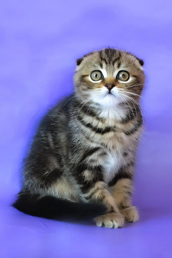 Janell | scottish fold kitten