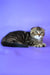 Janell | scottish fold kitten