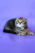Janell | scottish fold kitten