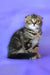 Janell | scottish fold kitten