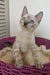 Janet | bengal kitten