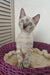 Janet | bengal kitten