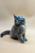 Gray fluffy Maine Coon kitten with blue eyes sitting upright, perfect for any cat lover