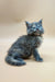 Fluffy gray Maine Coon kitten with bright blue eyes sitting upright