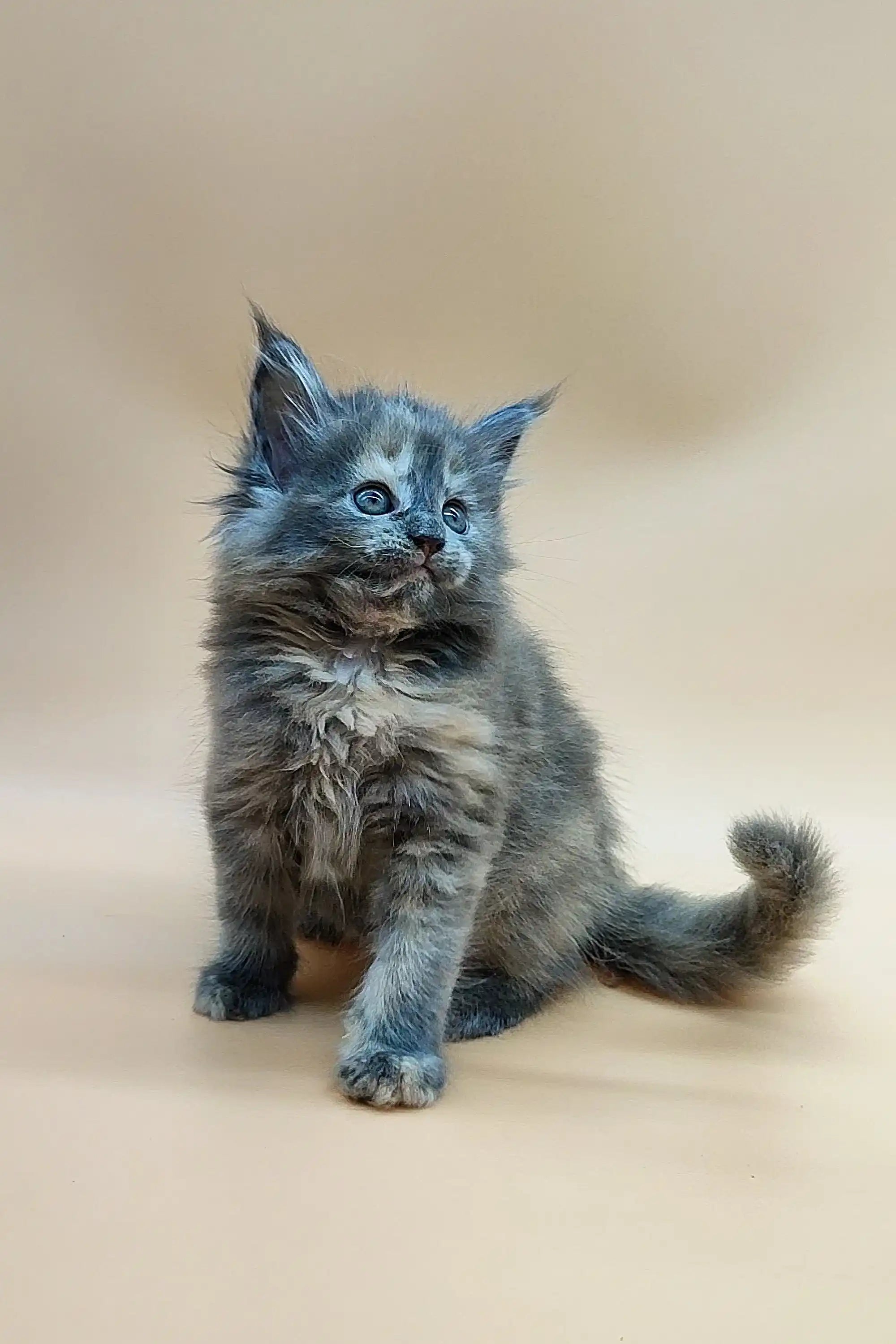 Adopt Janet, a Gorgeous Blue Tortoise Maine Coon Kitten – Purebred Kitties