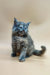 Fluffy gray Maine Coon kitten with bright blue eyes sitting upright, adorable pose