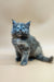 Fluffy gray Maine Coon kitten with bright blue eyes sitting upright