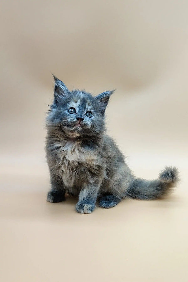 Fluffy gray Maine Coon kitten with bright blue eyes and a cute open mouth