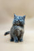 Fluffy gray Maine Coon kitten with bright blue eyes sitting upright