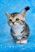 Janet | munchkin kitten