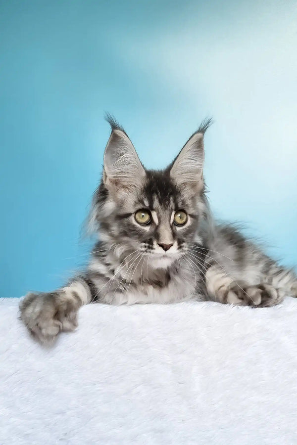 Janet | polydactyl maine coon