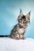 Janet | polydactyl maine coon