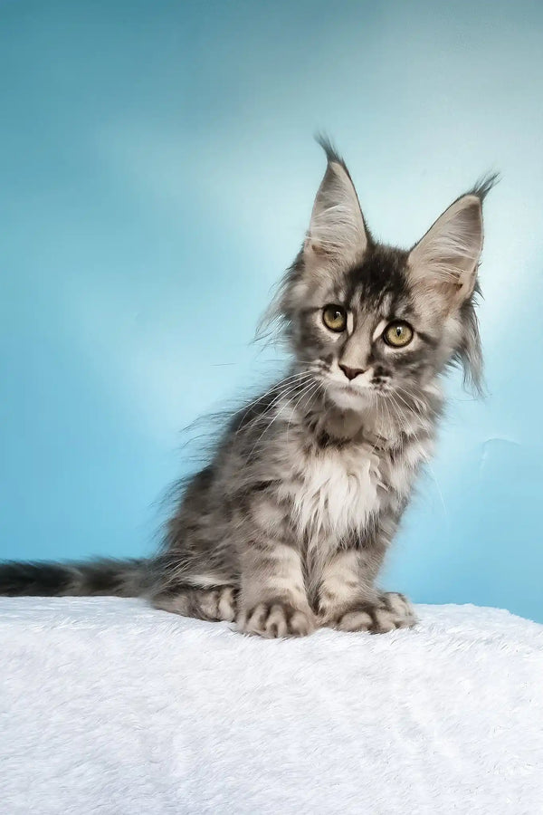 Janet | polydactyl maine coon