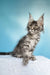 Janet | polydactyl maine coon