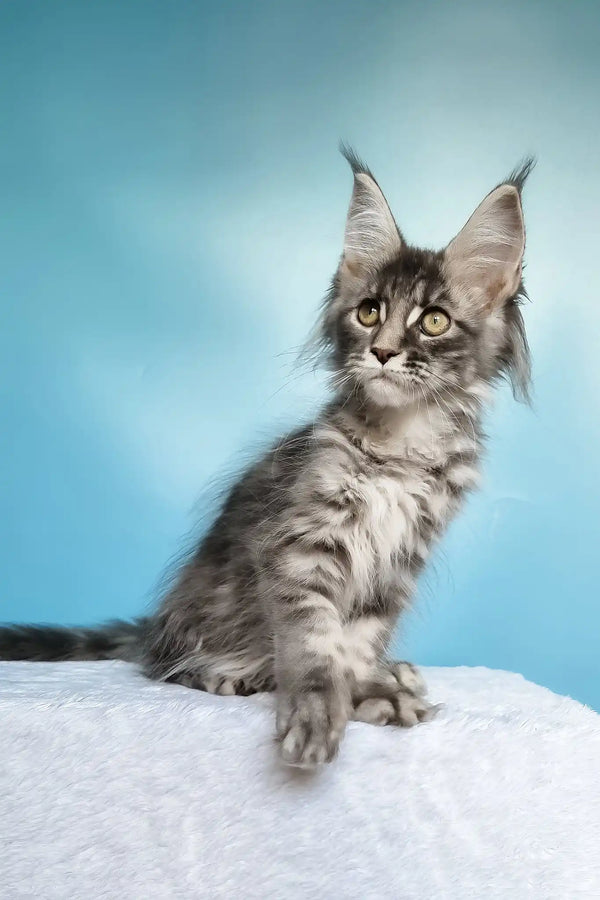 Janet | polydactyl maine coon