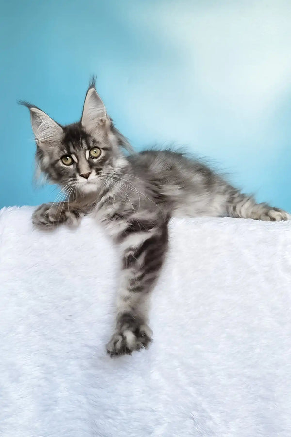 Janet | polydactyl maine coon