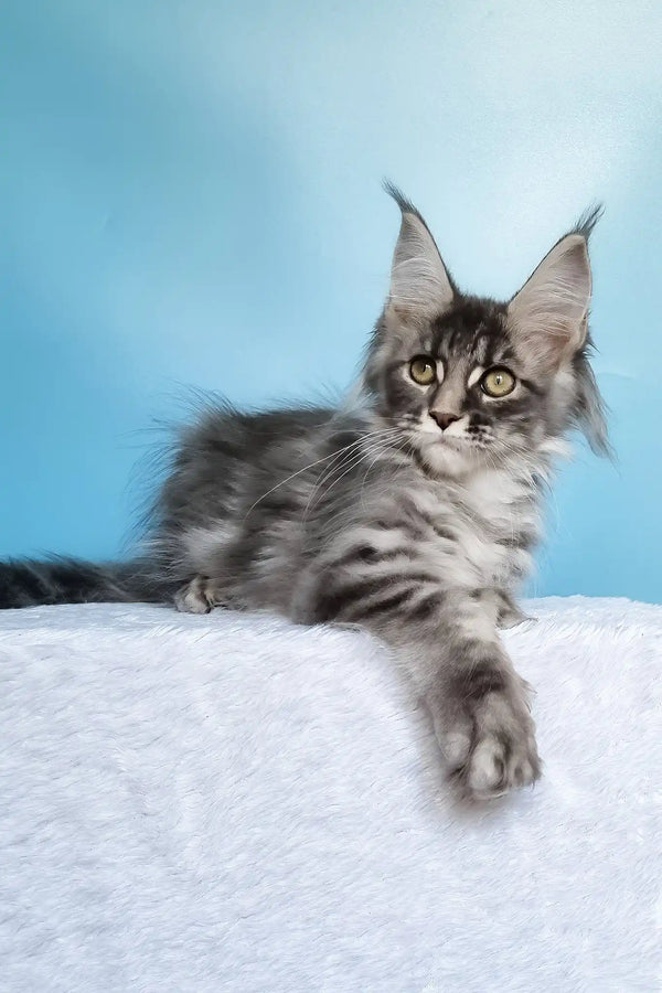 Janet | polydactyl maine coon