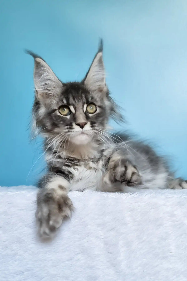 Janet | polydactyl maine coon