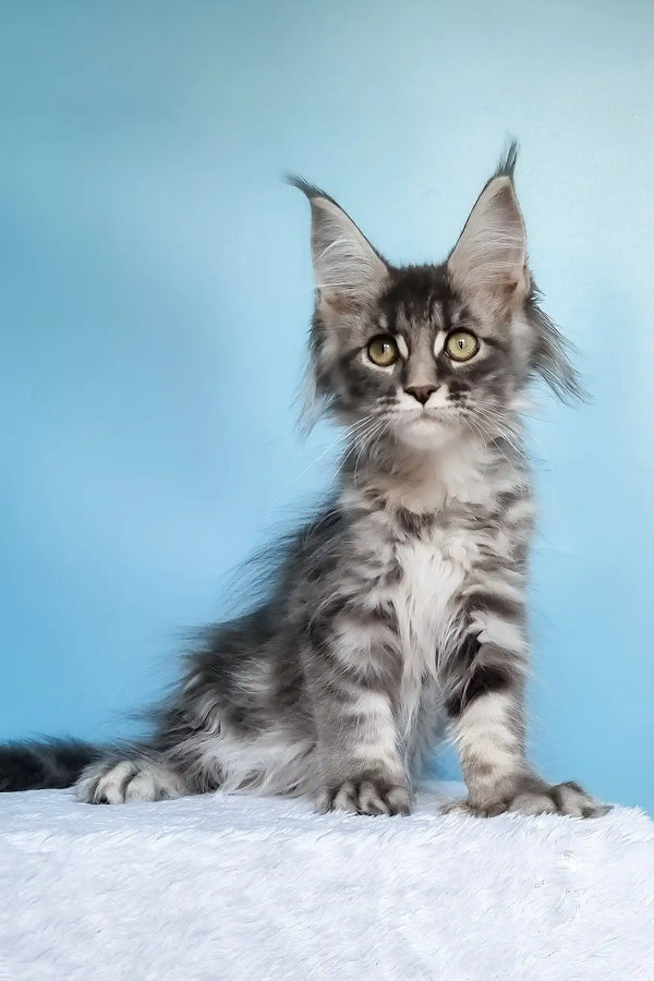 Janet | polydactyl maine coon