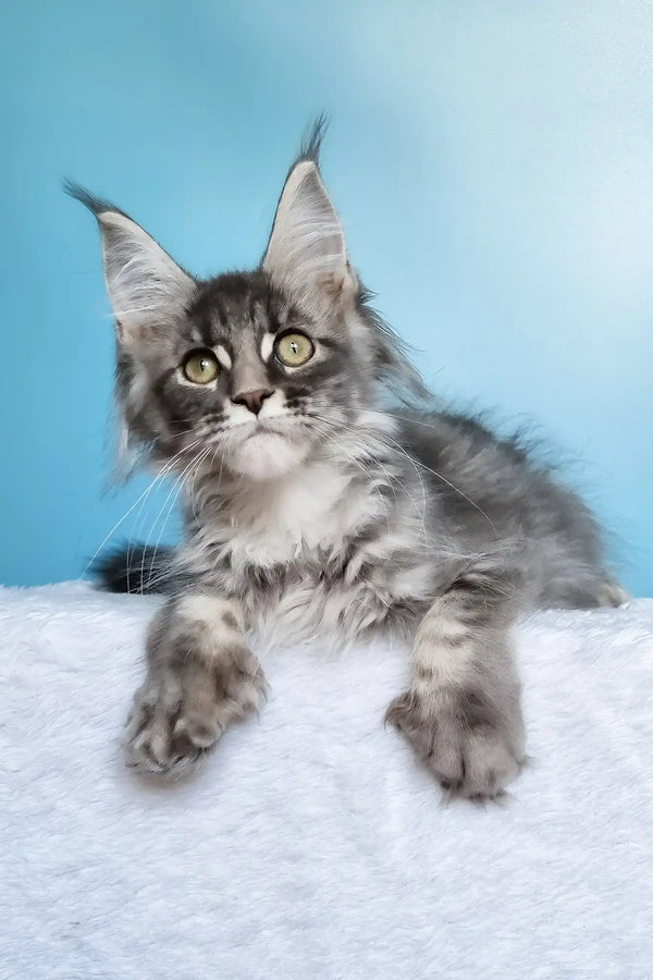 Janet | polydactyl maine coon