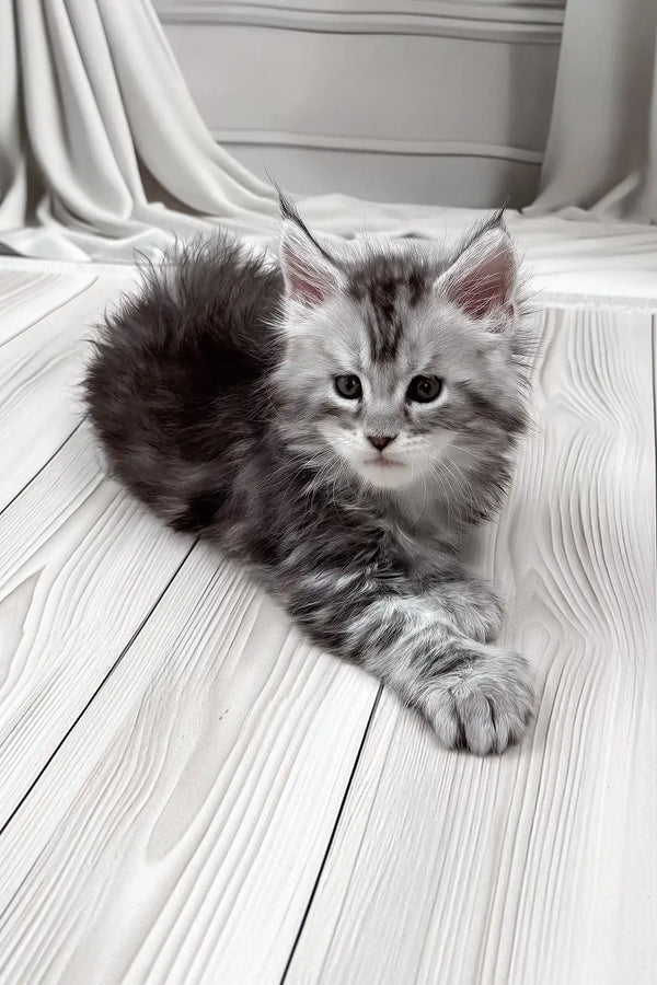 Jango | polydactyl maine coon