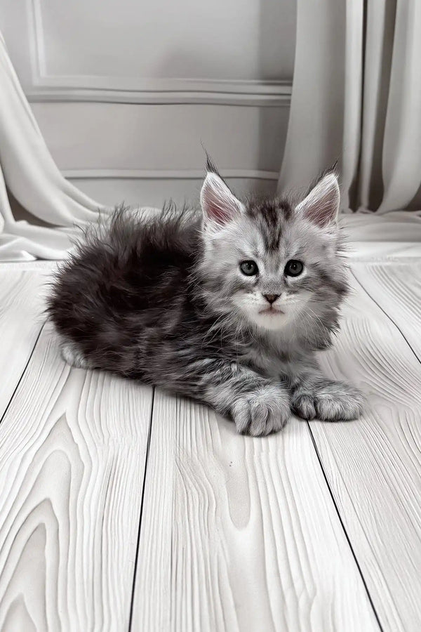 Jango | polydactyl maine coon