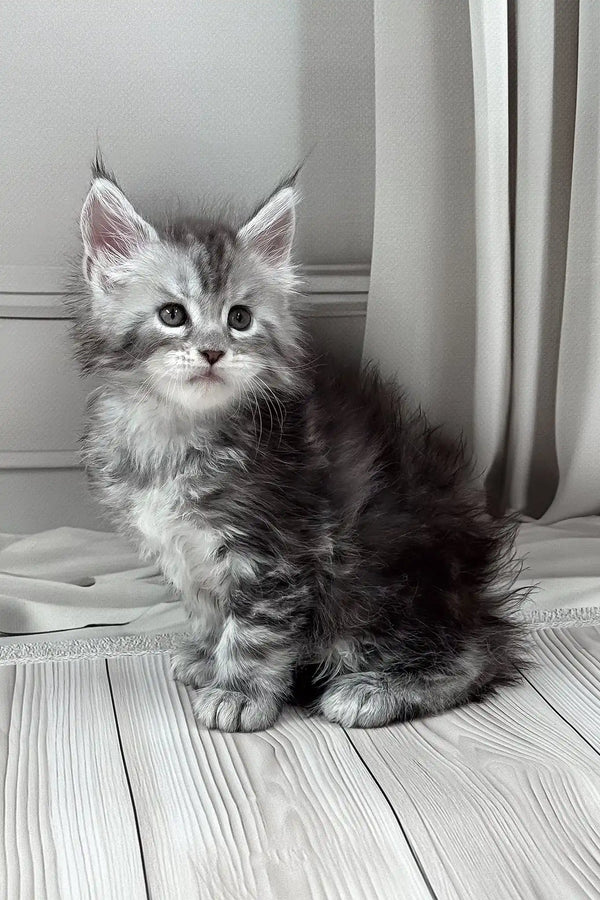 Jango | polydactyl maine coon