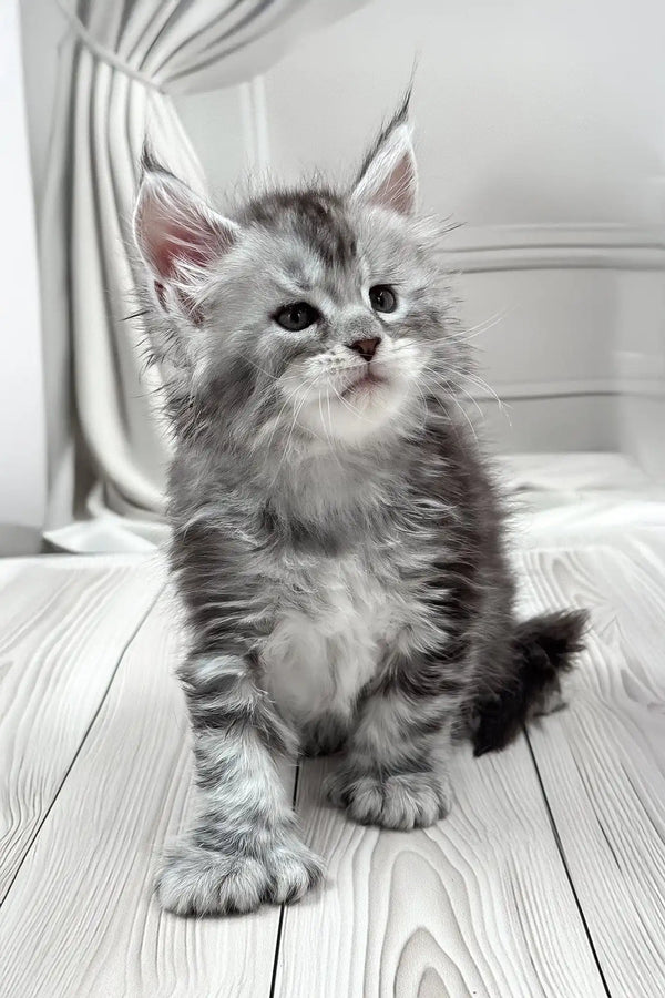 Jango | polydactyl maine coon