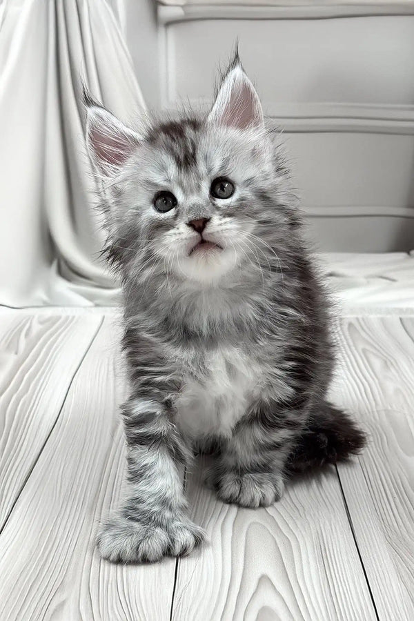 Jango | polydactyl maine coon