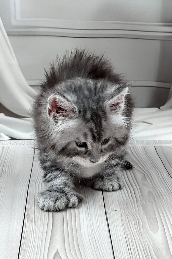 Jango | polydactyl maine coon