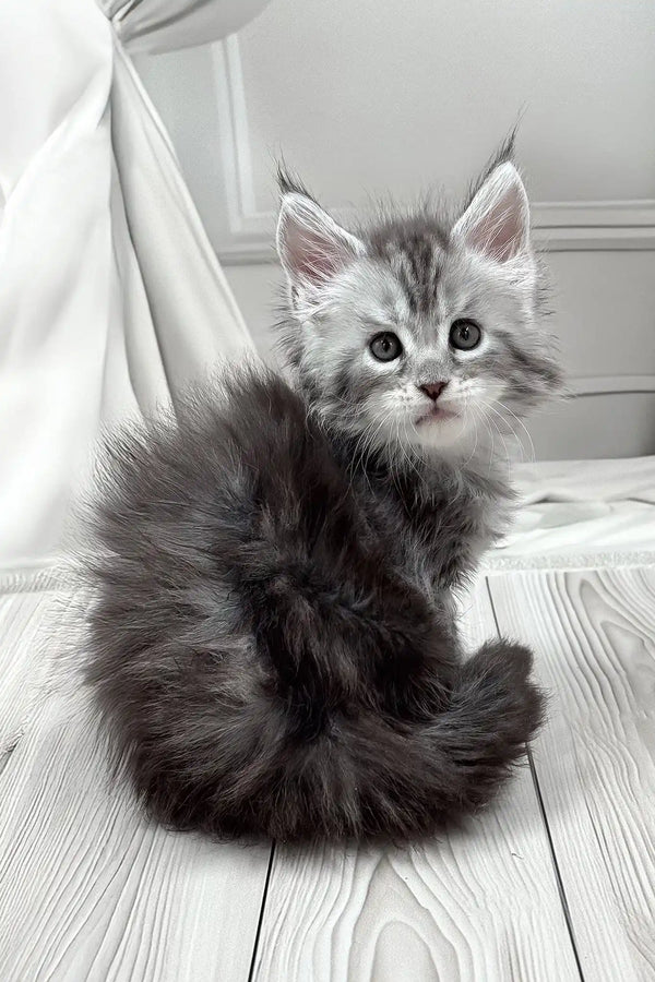 Jango | polydactyl maine coon