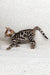 Spotted Bengal kitten from Janine | Bengal Kitten, cute and playful little furball