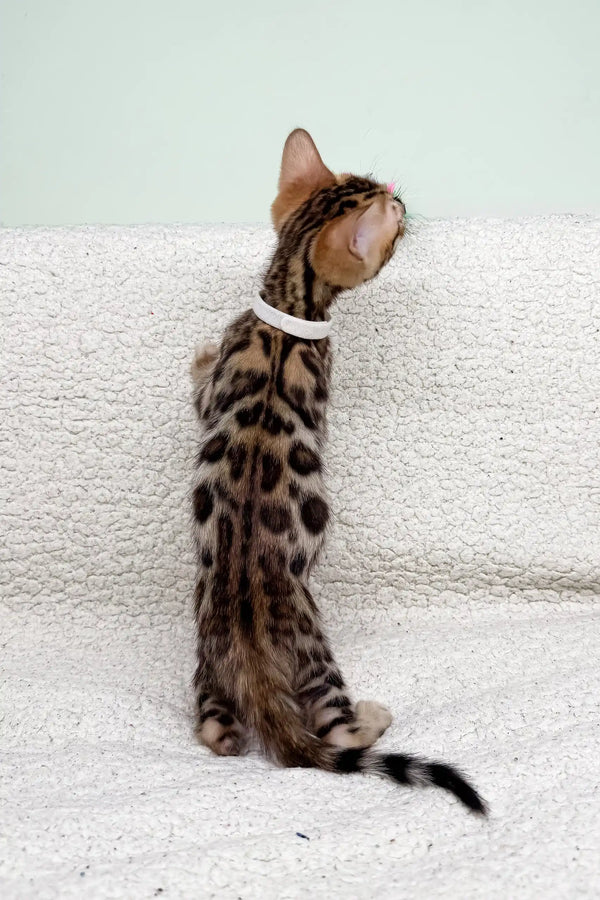 Spotted Bengal kitten named Janine with a cute white collar. Perfect pet!