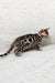 Spotted Bengal kitten showcasing the playful charm of Janine Bengal Kitten product