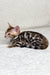 Spotted Bengal kitten from the Janine Bengal Kitten collection, playful and adorable