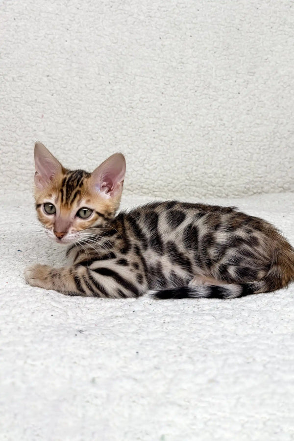 Cute Spotted Bengal kitten from the Janine Bengal Kitten collection