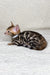 Adorable Spotted Bengal kitten from the Janine collection, perfect for new pet lovers