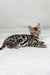 Spotted and striped Bengal kitten in the adorable Janine product display