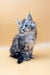 Fluffy gray Maine Coon kitten named Janna with bright blue eyes