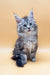 Fluffy gray Maine Coon kitten Janna with bright blue eyes ready for a forever home