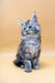 Fluffy gray Maine Coon kitten named Janna with striking blue eyes