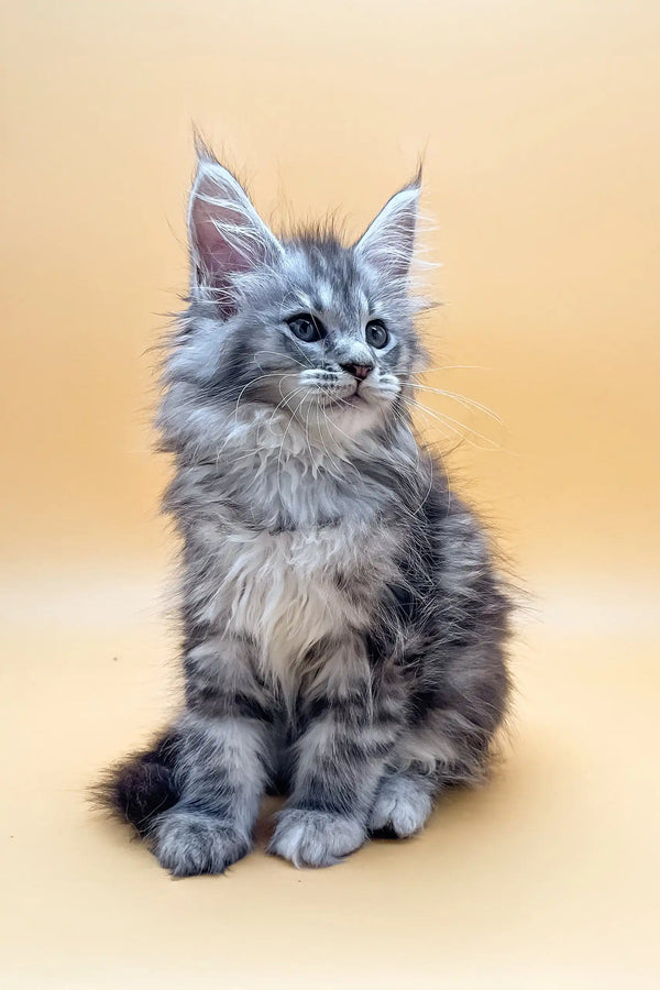 Fluffy grey Maine Coon kitten Janna sitting upright with alert ears ready to play