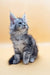 Gray and white Maine Coon kitten Janna with fluffy fur and cute pointed ears