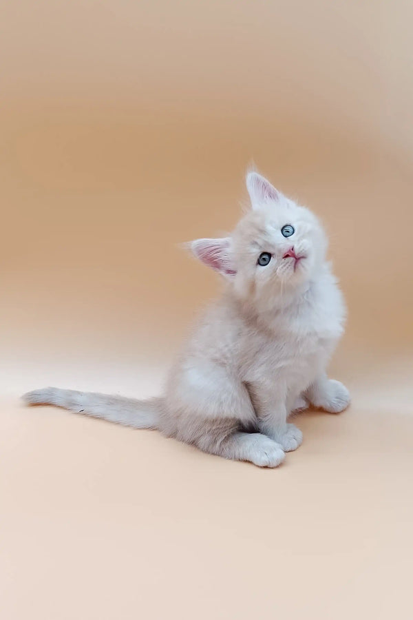 White Maine Coon kitten with blue eyes, sitting and looking up, ready for a new home