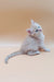 White Maine Coon kitten Jaron looking upward, showcasing its silver cream coat