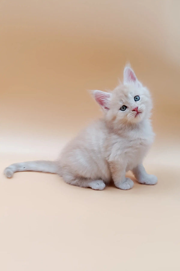 White Maine Coon kitten with bright blue eyes sitting upright, silver cream fur