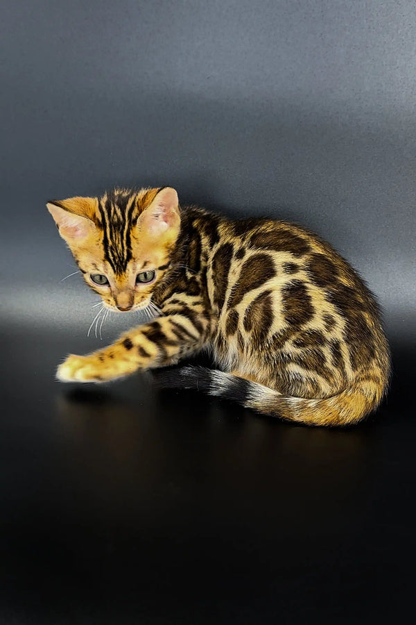 Bengal kitten Jarvis showing off its gorgeous spotted coat pattern